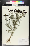 Coreopsis tinctoria image