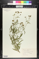 Coreopsis tripteris image