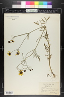 Coreopsis basalis image