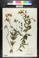 Coreopsis major image