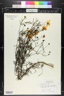 Coreopsis verticillata image