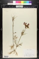 Cosmos bipinnatus image