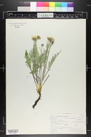 Crepis occidentalis image