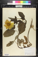 Dahlia pinnata image