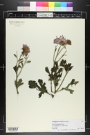 Chrysanthemum x morifolium image