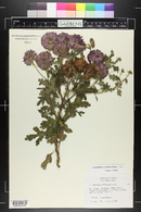 Dendranthema morifolium image