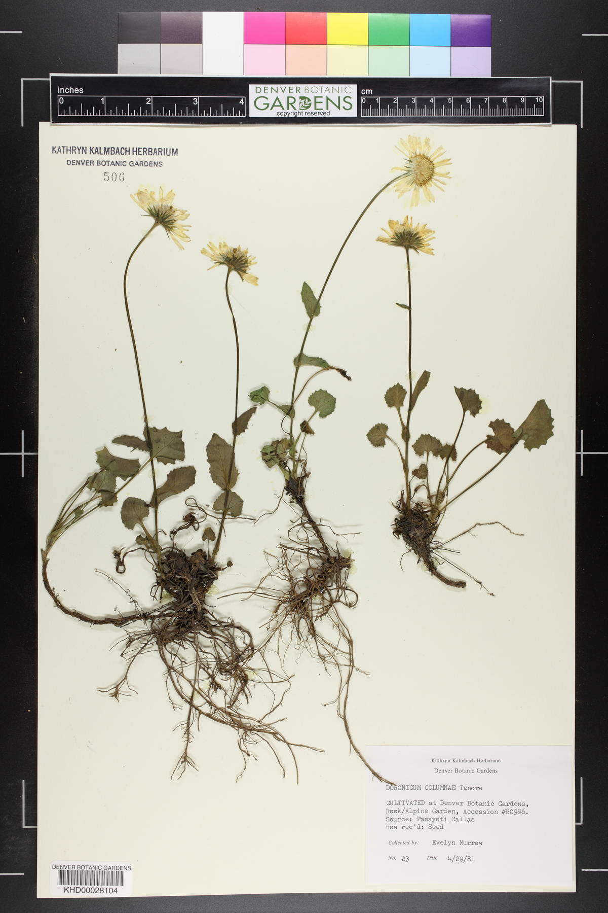 Doronicum columnae image