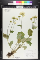 Doronicum orientale image