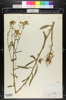 Erigeron strigosus image