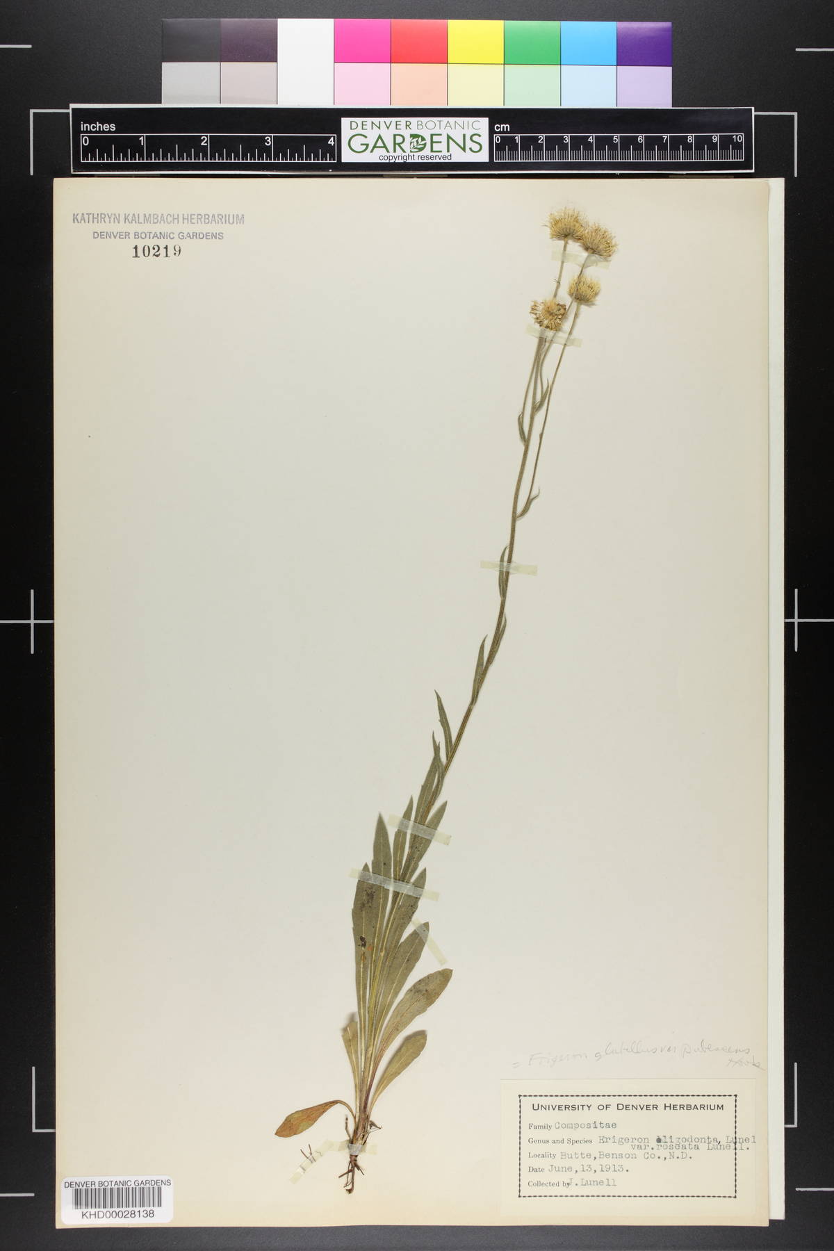 Erigeron glabellus var. pubescens image