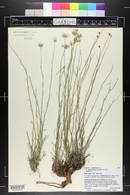 Erigeron utahensis image