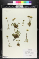 Erigeron trifidus image