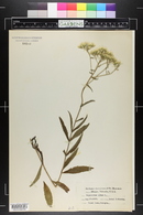 Eupatorium album image