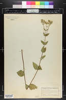 Eupatorium pubescens image