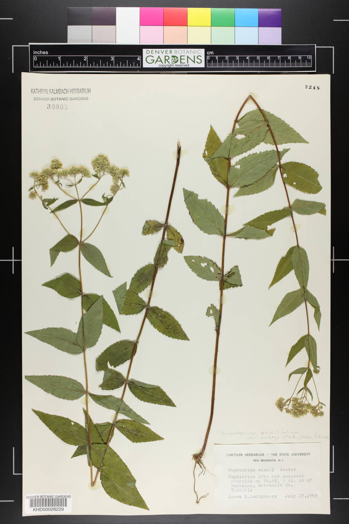 Eupatorium sessilifolium var. vaseyi image