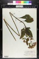 Eupatorium dubium image