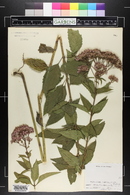 Eupatorium dubium image