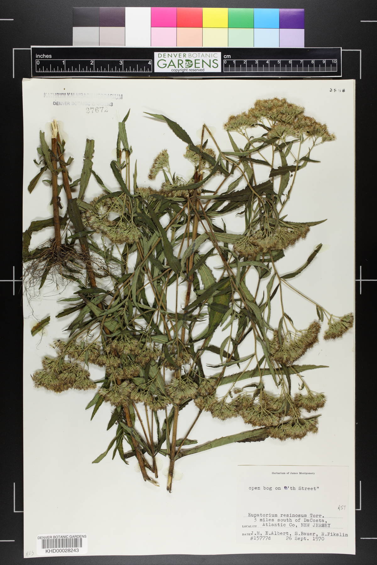 Eupatorium resinosum image