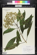 Eupatorium glabratum image