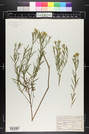 Solidago tenuifolia image