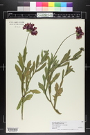 Gaillardia grandiflora image