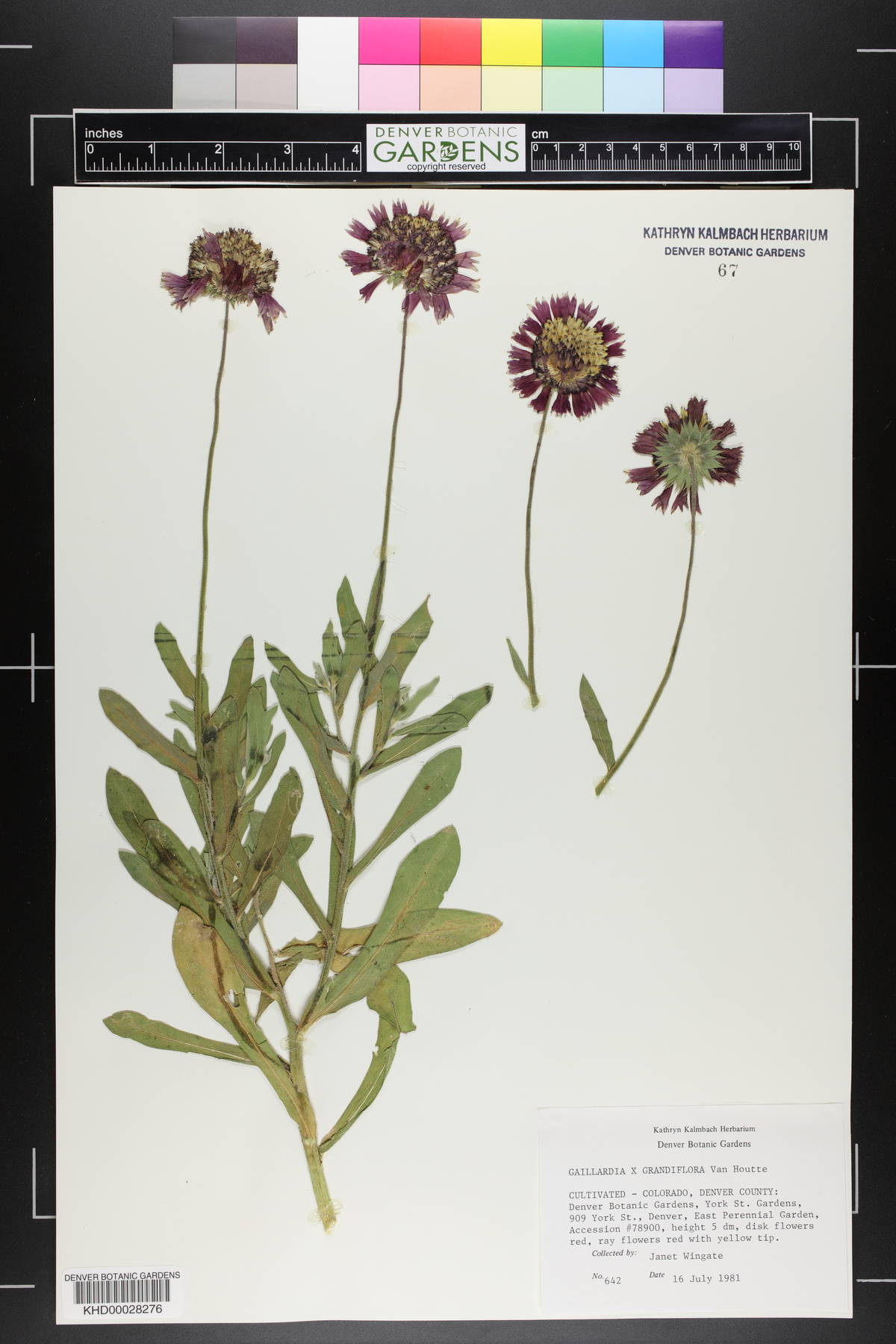 Gaillardia grandiflora image