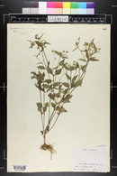 Galinsoga parviflora image