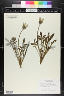 Gazania linearis image