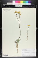 Geraea canescens image