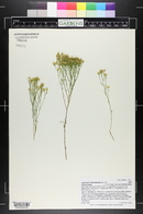 Gutierrezia microcephala image