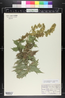 Ambrosia ilicifolia image