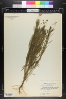 Helenium amarum image