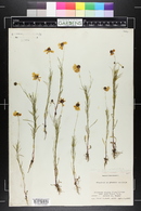 Helenium amarum var. badium image