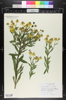 Helenium autumnale image