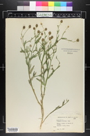 Helenium microcephalum var. ooclinium image