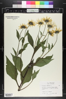 Helianthus tuberosus image