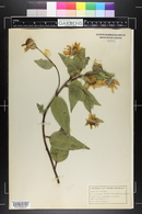 Helianthus apricus image