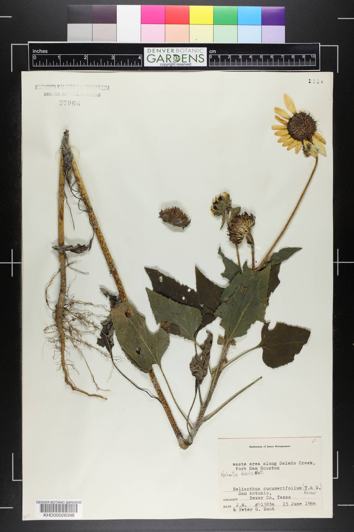 Helianthus debilis image