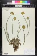 Image of Helichrysum albo-brunneum
