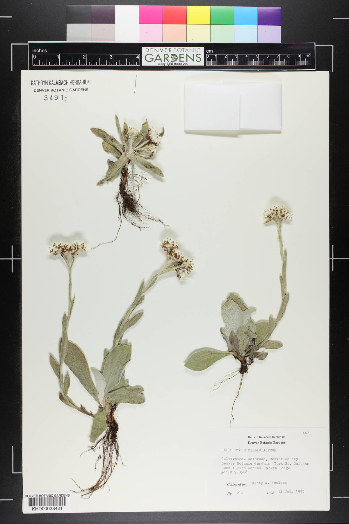 Helichrysum bellidiastrum image