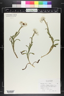 Image of Helichrysum bellum