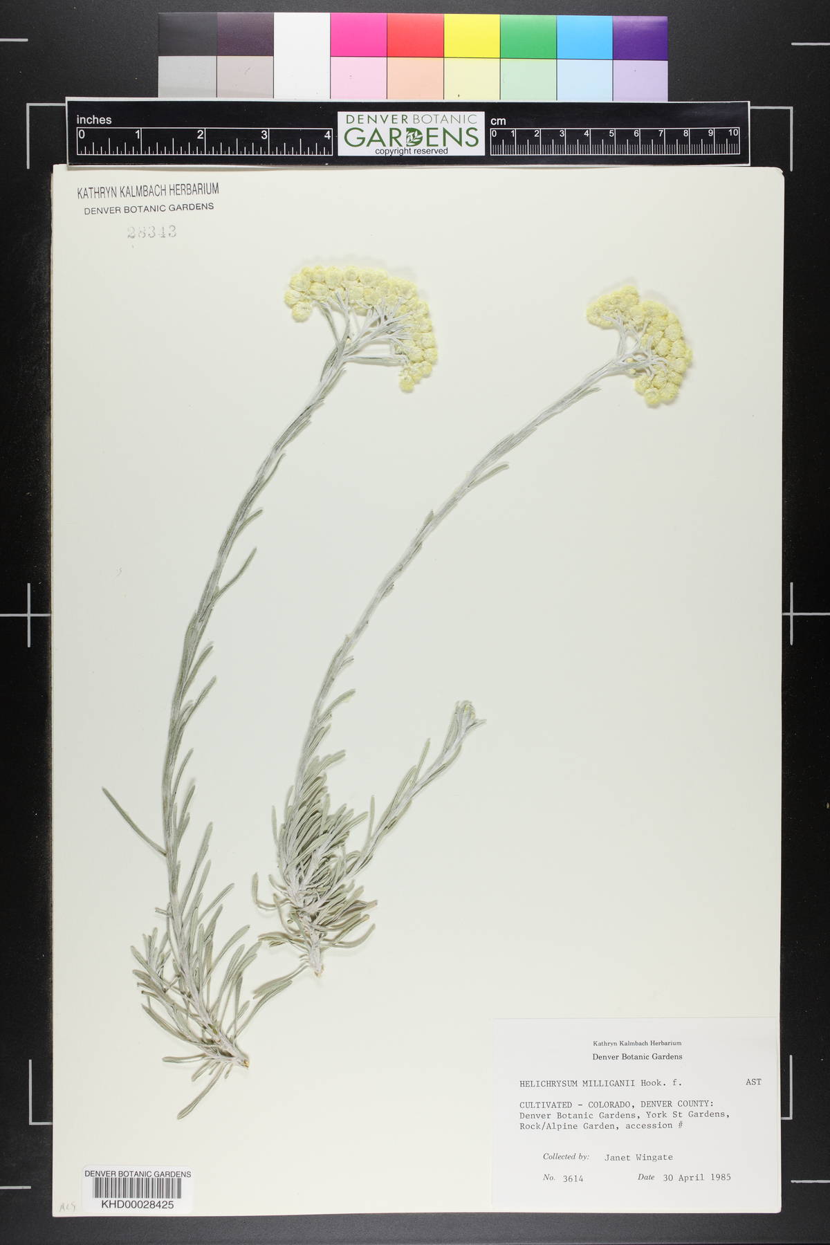 Xerochrysum milliganii image