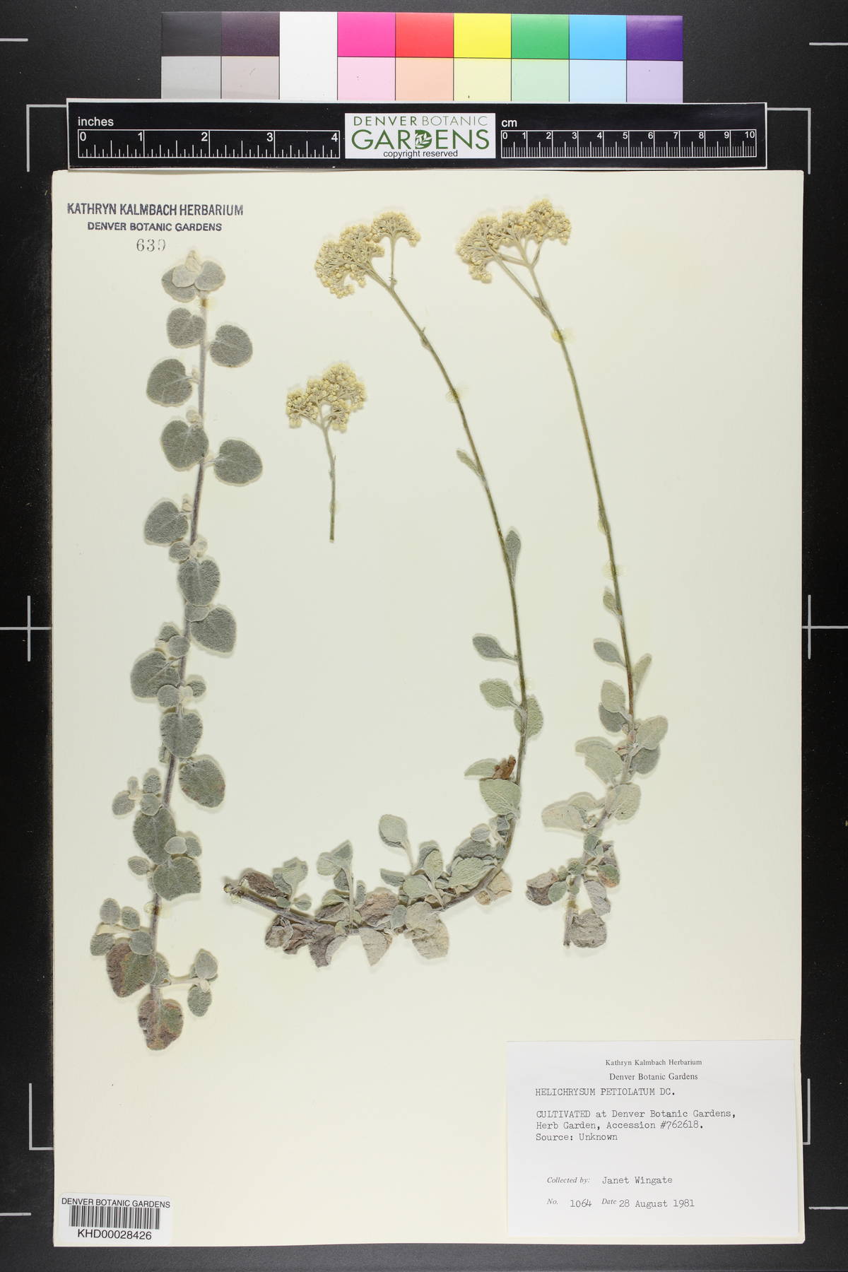 Helichrysum petiolatum image