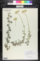 Helichrysum petiolatum image