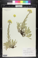 Helichrysum plicatum image