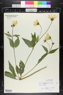 Heliopsis helianthoides image