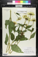 Heliopsis helianthoides var. scabra image