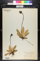 Hieracium aurantiacum image