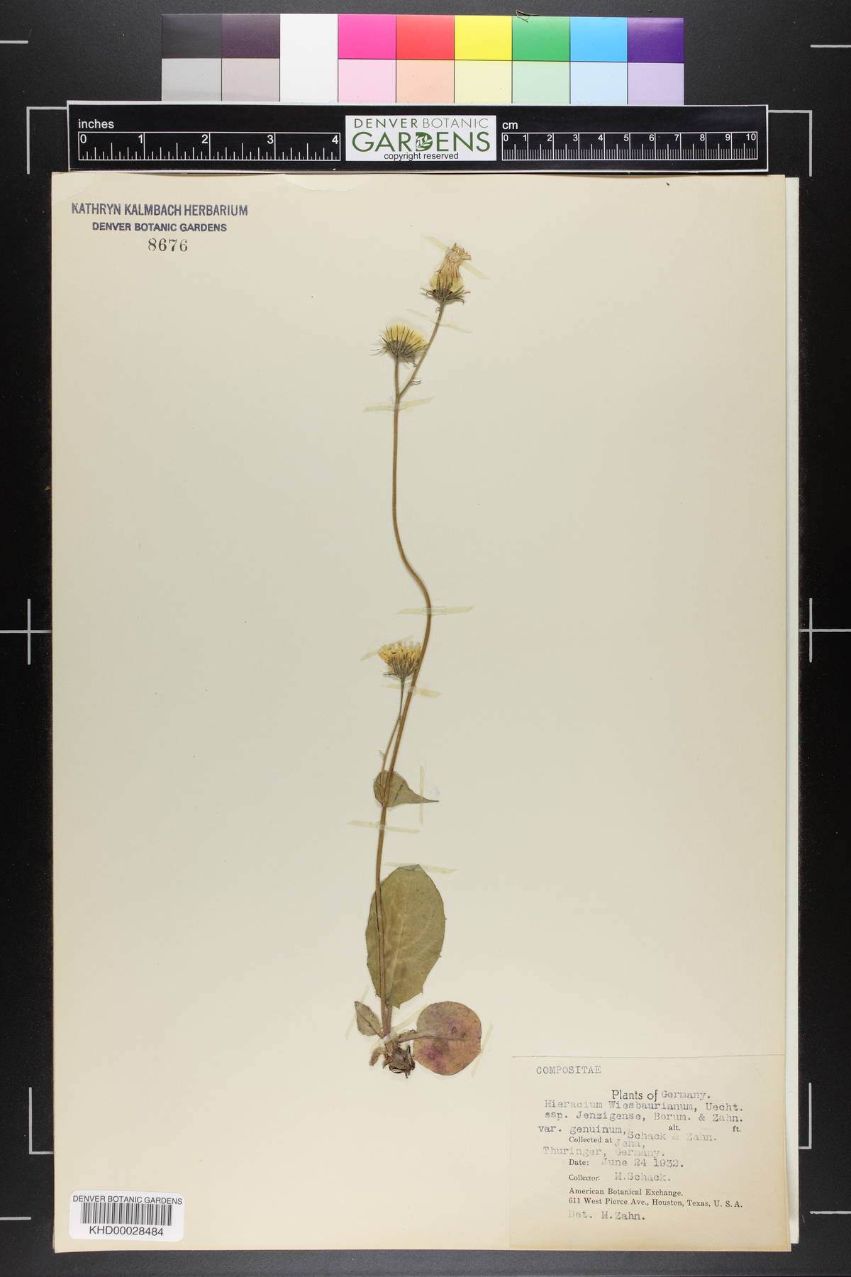 Hieracium hypochoeroides subsp. jenzigense image