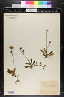 Pilosella officinarum image